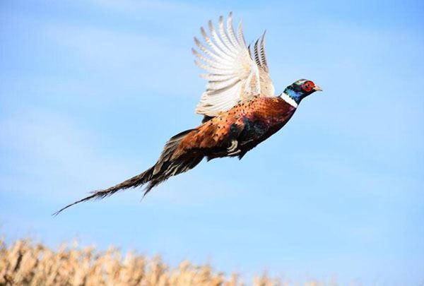 Hunt Pheasants Hunt Pheasants